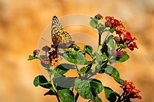Variegated Fritillary butterfly resting on a lantana bloom