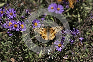 Variegated Fritillary on New England Aster