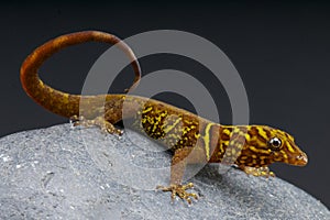 Variegated gecko / Gonatodes cecilae photo
