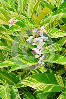 Variegated Ginger photo