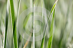 Variegated grass