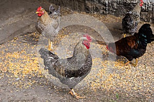 Variegated gray rooster on the farm yard