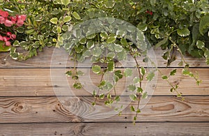 Variegated green and cream foliage of Plectranthus photo