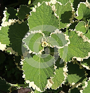 Variegated green and cream foliage of Plectranthus photo