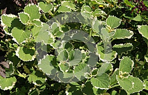 Variegated green and cream foliage of Plectranthus photo