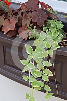 Variegated green ivy and burdundy plant in black window box