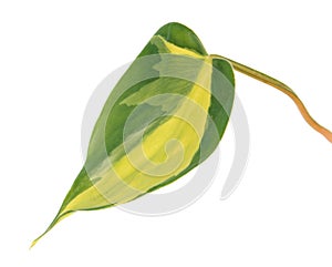 Variegated green leaf of Philodendron hederaceum var. oxycardium syn. Philodendron scandens subsp. oxycardium photo