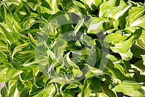 Variegated green leaves of hosts with yellow and white stripes as background. Spring and summer green background
