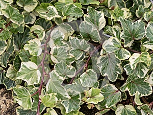 Variegated green leaves of ivy, variety Seabreeze