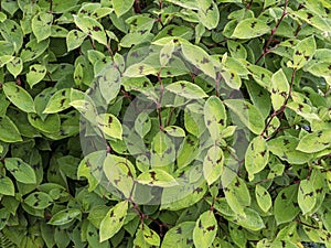 Variegated green leaves of jumpseed, Persicaria virginiana