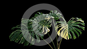 Variegated green yellow leaves of tropical foliage plant Monstera philodendron Monstera deliciosa popular houseplant isolated on