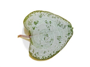 Variegated heart shaped leaf from Ceropegia plant