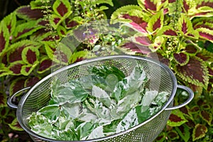 Variegated Hibiscus Leaves