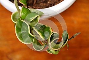 A variegated Hindu Rope plant, also known with scientific name Hoya Carnosa Compacta