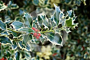 Variegated Holly photo