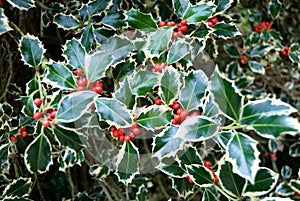 Variegated Holly
