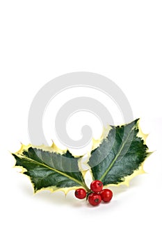 Variegated holly sprig