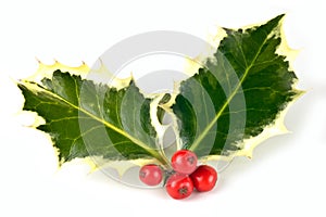 Variegated holly sprig