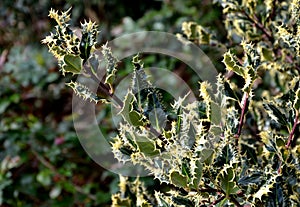 The variegated holly is a very striking decoration of every garden. Its sharply serrated leaves are derived from the basic species