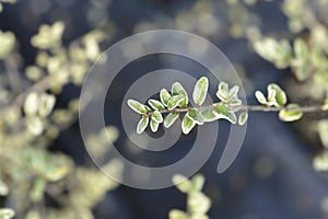 Variegated Honeysuckle