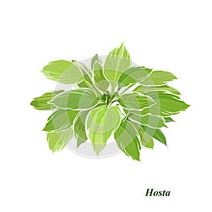 Variegated host