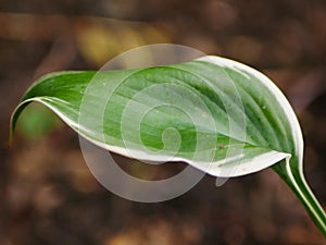 Variegated Hosta Leaf Closeup