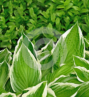 Variegated Hosta Leaves