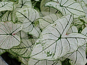 Variegated hosta leaves of family Asparagaceae