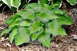 Variegated Hosta Plant photo