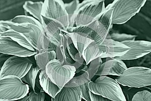 Variegated Hostas