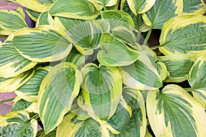 Variegated Hostas Foliage Closeup