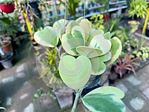 Variegated hoya hearts shape leaves or lucky heart plant in a hanging pot