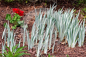 Variegated iris plants foliage prior to blooming