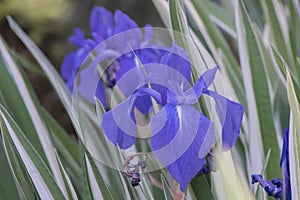 Variegated Japanese Iris laevigata Variegata, purple flowers