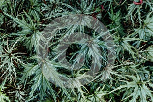 Variegated Japanese Maple Leaves Close-up