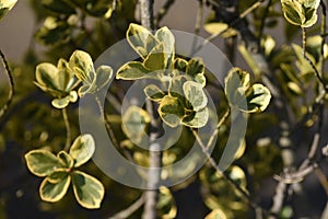 Variegated Japanese spindle tree hedges, leaves and seeds.