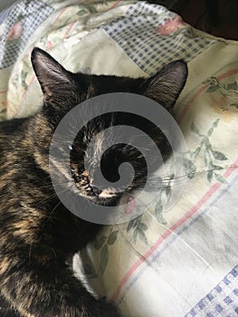 The variegated lady-cat prepares to sleep photo