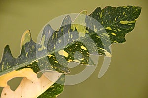 A variegated leaf of Philodendron Ring of Fire
