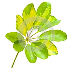 Variegated leaf of Schefflera arboricola photo