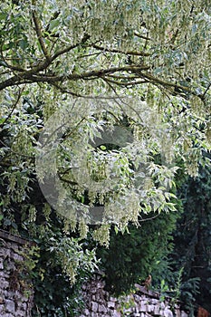 variegated-leaved Ash-leaved maple