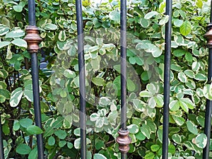 Variegated leaves of Bridelia ovata plant in the iron fence