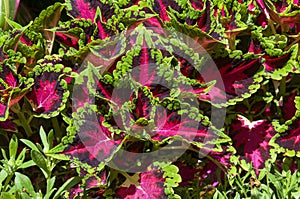 Variegated leaves of a colourful hybrid coleus plant