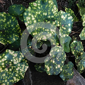 Variegated leaves in the garden