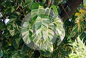Beautiful variegated leaves of Giant Hawaiian Pothos climbing on top of a tree photo