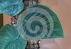 A variegated leaves of Monstera Dubia, a rare and popular shingling plant photo
