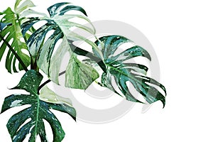 Variegated Leaves of Monstera, Split Leaf Philodendron Plant Isolated on White Background