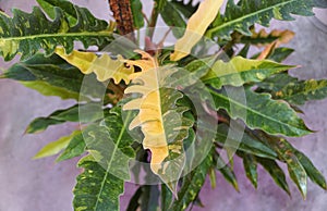 The variegated leaves of Philodendron Ring of Fire, a rare houseplant