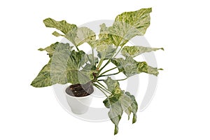 Variegated leaves tropical foliage plant Philodendron Giganteum Variegata the rare houseplant in white flowerpot isolated on white