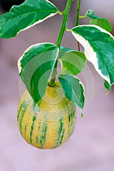 Variegated Lemon photo