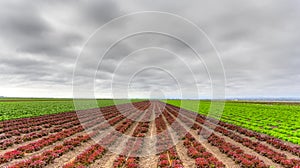 Variegated Lettuce Field